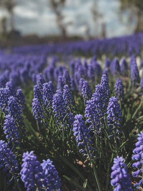 A Close-Up Shot of Garden Grape Hyacinth Flowers in Bloom