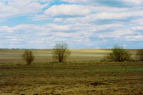 A Field under a Cloudy Sky