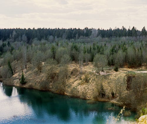 A Aerial Photography of Green Trees Near the Body of Water