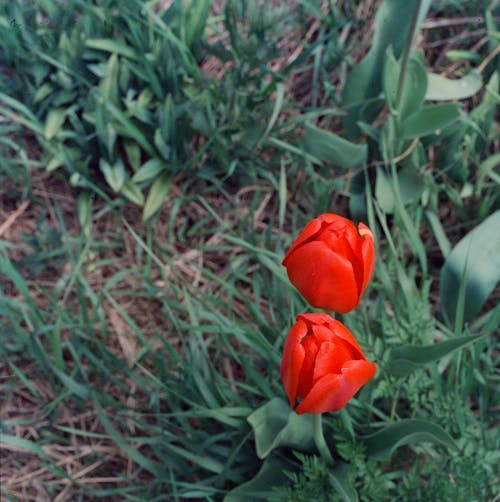 Close-up Photo of Tulip Flowers 