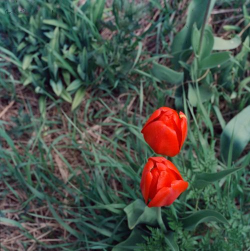 Free Top view of vibrant red tulips blooming in a lush garden setting, showcasing fresh spring growth. Stock Photo