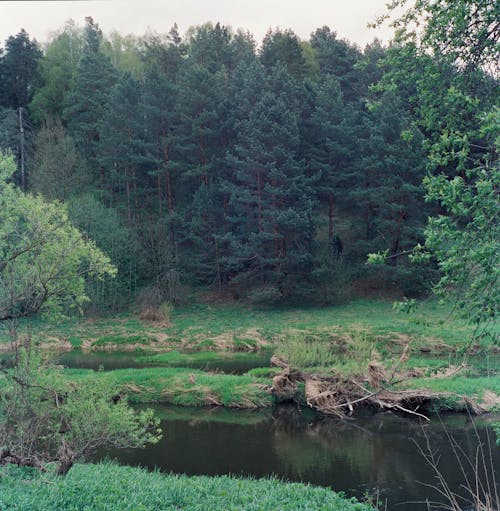 Imagine de stoc gratuită din arbori, centrale, codru