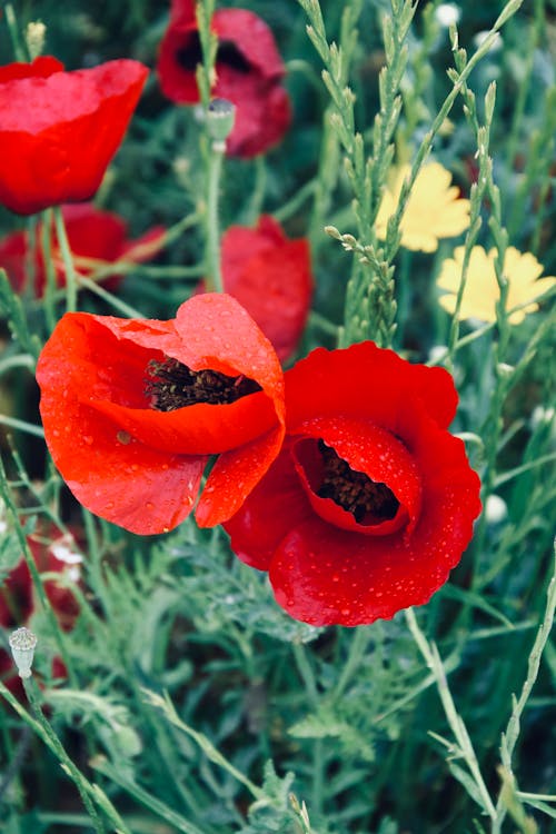 무료 꽃이 피는, 붉은 꽃, 빨간 양귀비의 무료 스톡 사진