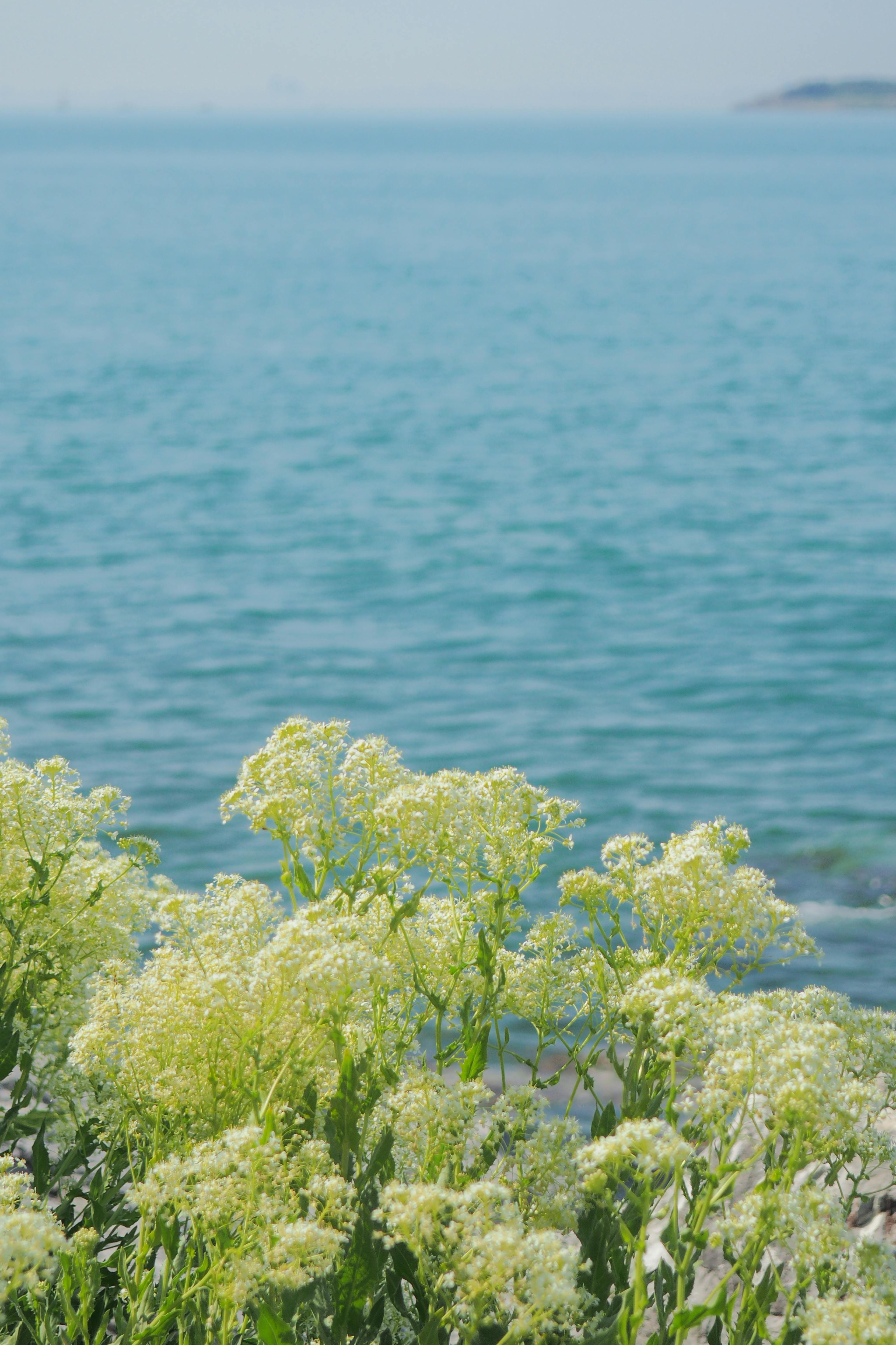 Fresh Flowers by the Sea · Free Stock Photo