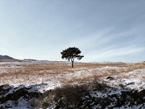 Foto d'estoc gratuïta de arbre, cel clar, dempeus