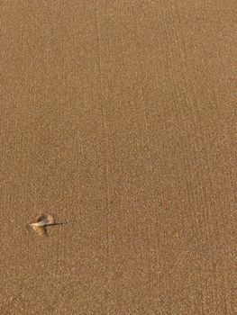 starfish photo