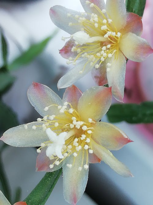 仙人掌花, 微妙, 柔和的 的 免费素材图片