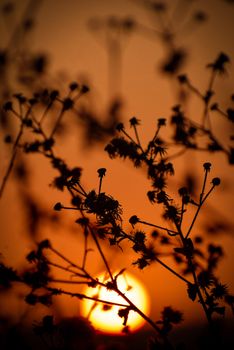 Silhouetted plants create a striking contrast against a vibrant sunset sky, capturing the magic of twilight.
