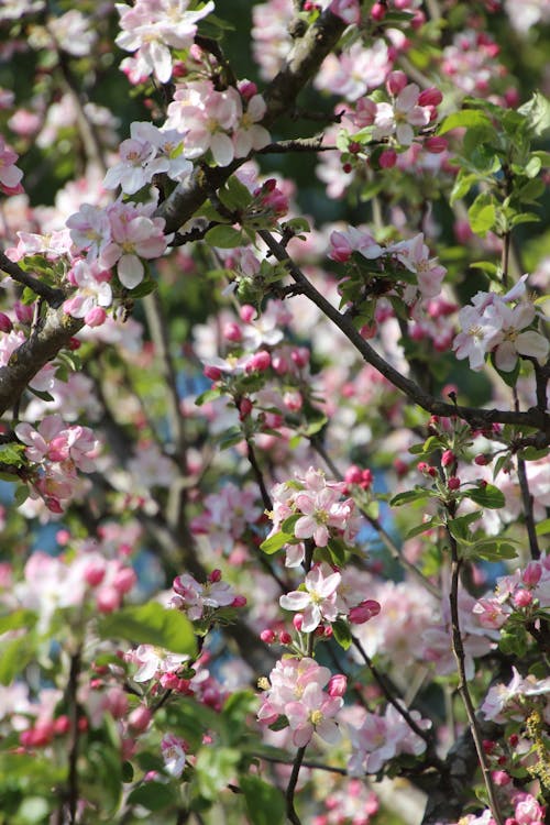 Ücretsiz bahar, bitki örtüsü, bitkibilim içeren Ücretsiz stok fotoğraf Stok Fotoğraflar