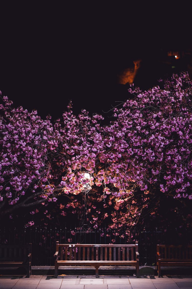 Purple Flower In A Garden Park During Night Time