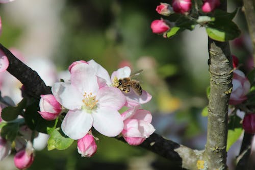 Fotobanka s bezplatnými fotkami na tému botanický, čerstvosť, flóra