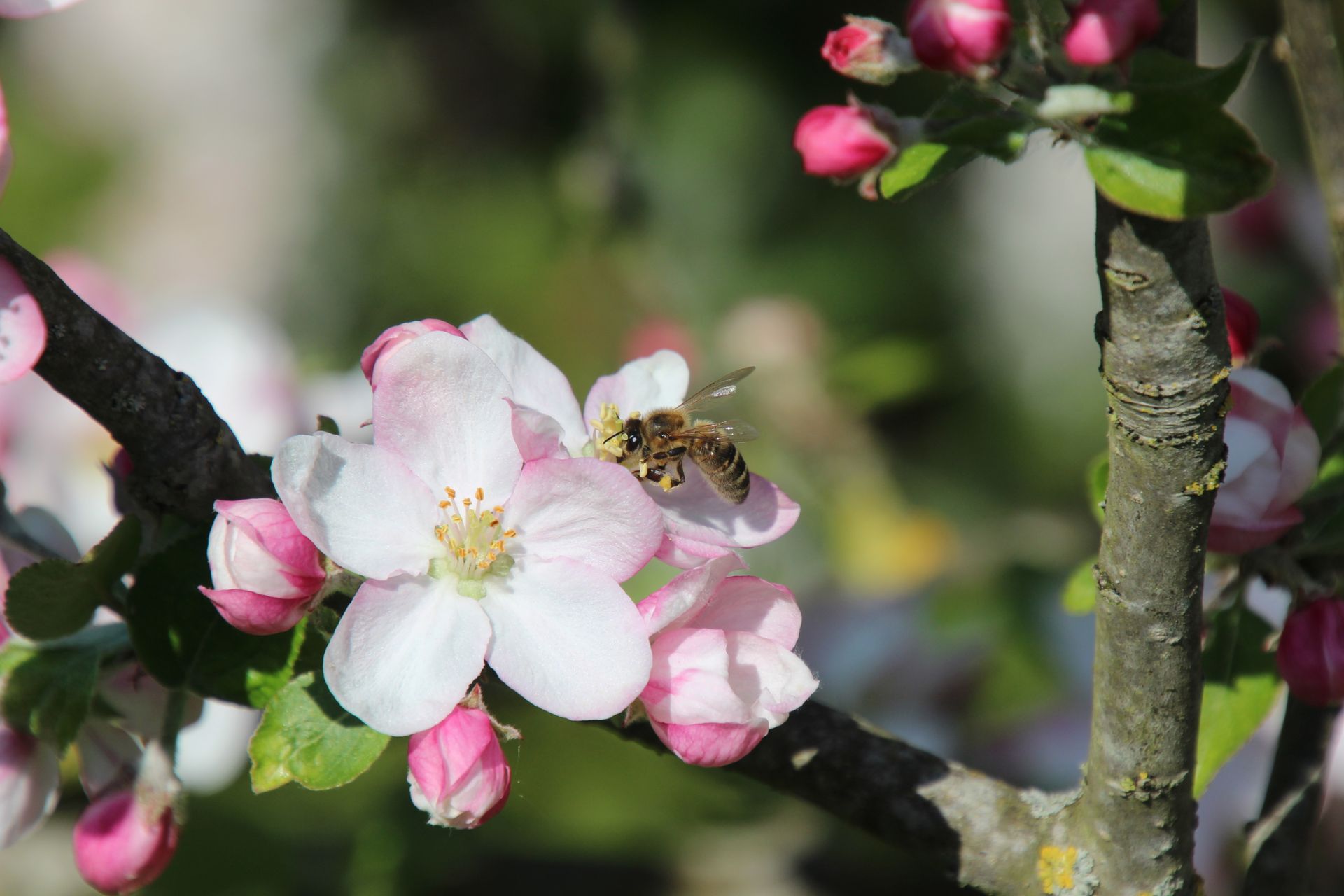 A bee pollinates delicate pink and white apple blossoms, showcasing vibrant spring growth.