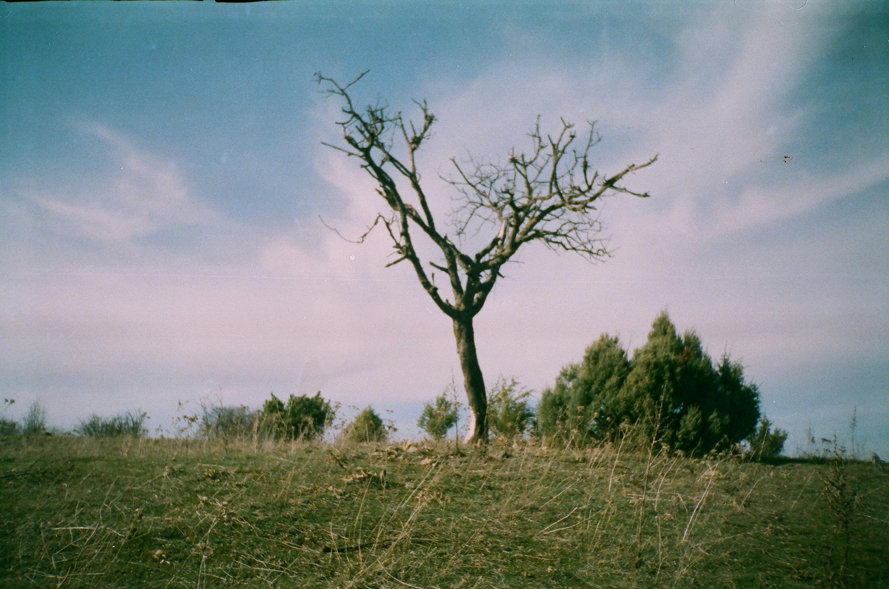 leafless tree on green grass field under blue sky