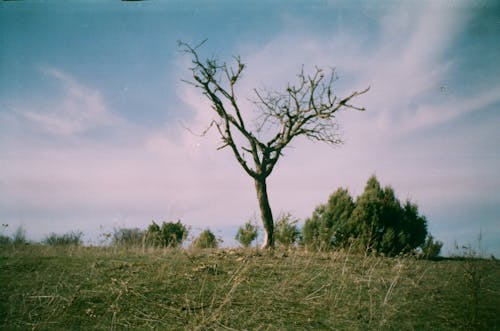 Leafless Tree on Green Grass Field Under Blue Sky