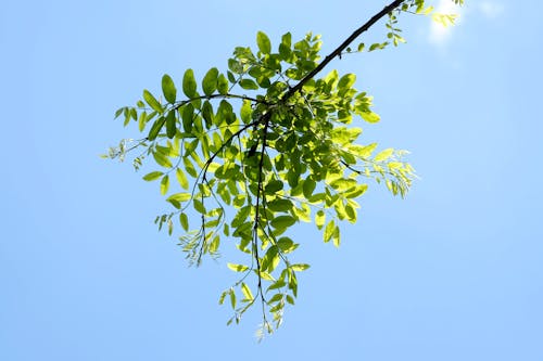 A Low Angle Shot of Green Leaves Under the Blue Sky
