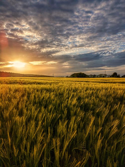 Free Golden wheat field at sunset in Athy, Ireland, showcasing serene landscape and vibrant skies. Stock Photo