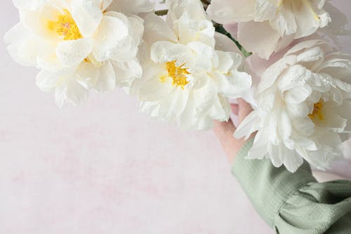 Close-up Photo of White Peony Flowers 