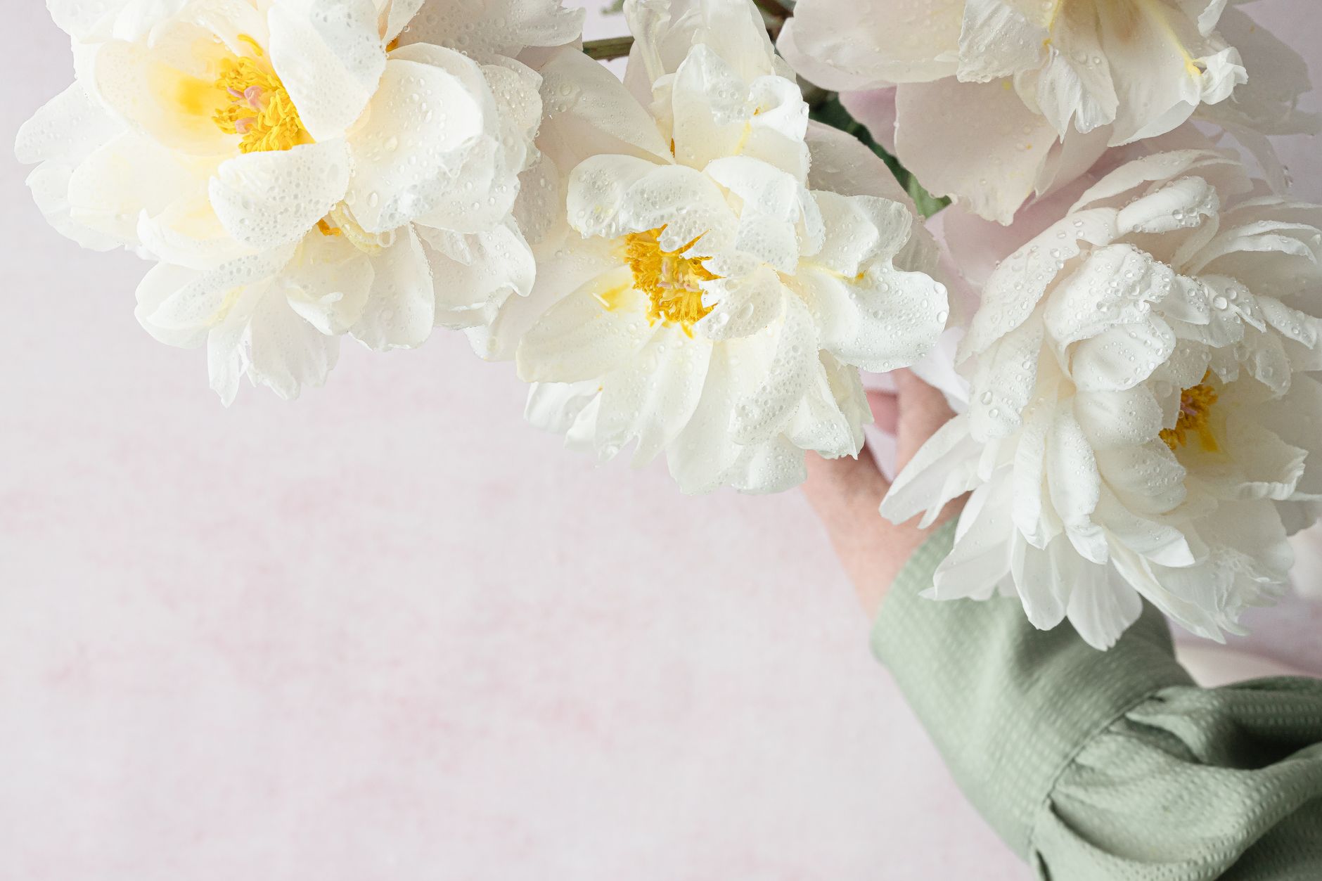 Delicate white peonies with dewdrops captured in soft daylight, evoking freshness and elegance.