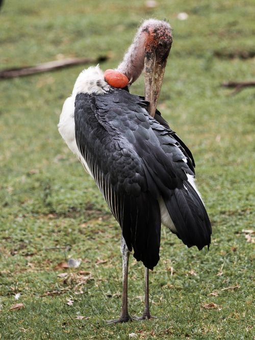 Free A marabou stork standing gracefully on grass, showcasing its striking features. Stock Photo