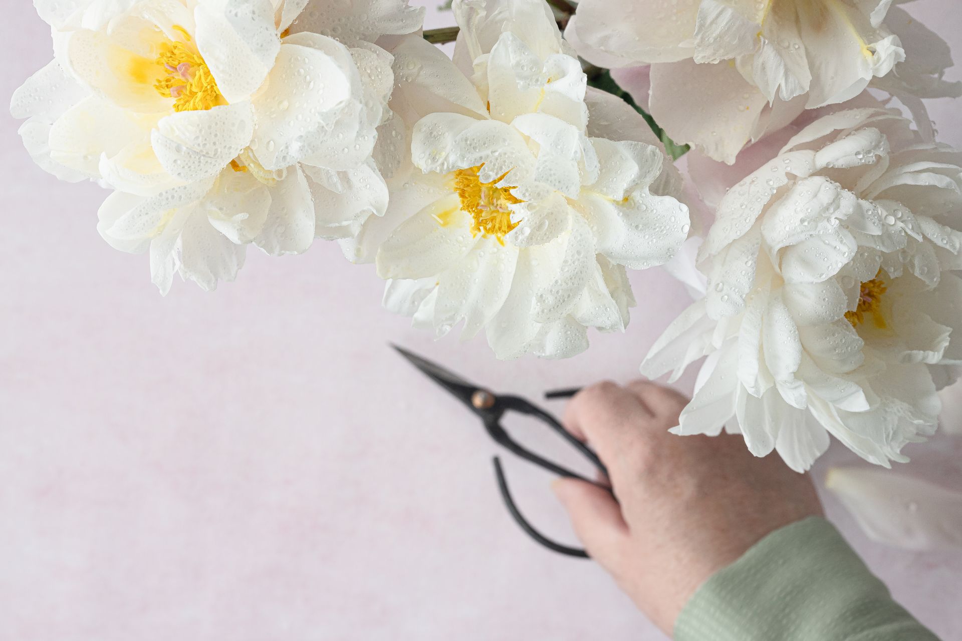 Elegant white peonies with droplets next to a hand holding scissors over a pink background.