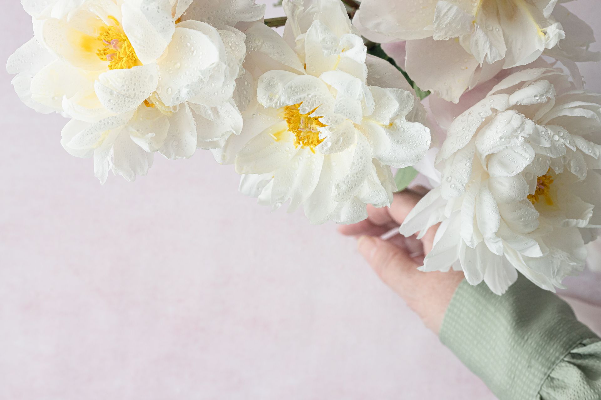 Close-up of fresh white peonies with dew drops, perfect for spring themes.