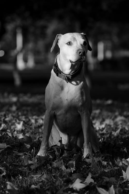 Grayscale Photo of a Pit Bull 