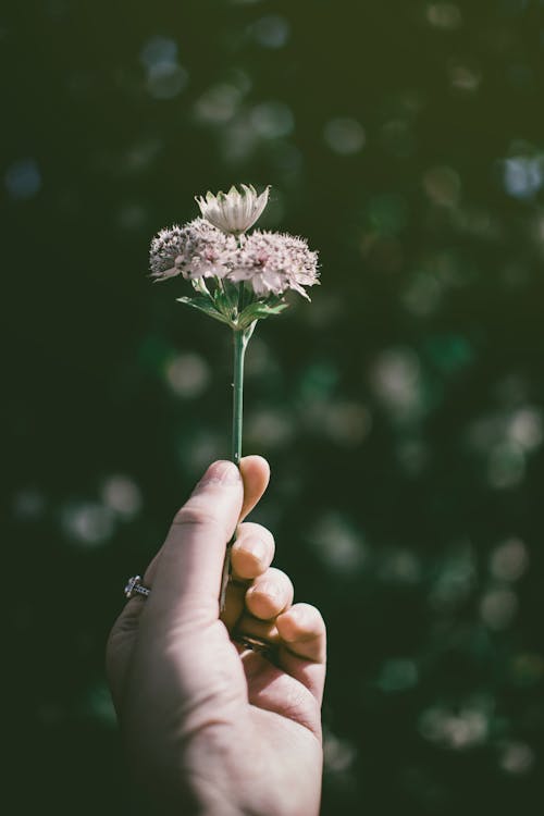 Photo of Hand Holding a Flower