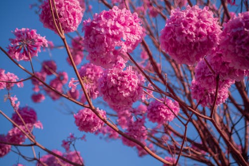 Close-up of Pink Blooming Flowers