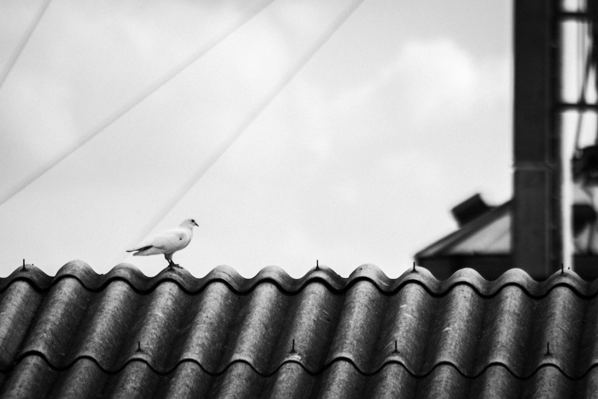 Bird Perched on Roof Ridge