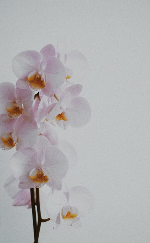 Free Close-up Photo of Orchid Flowers Stock Photo