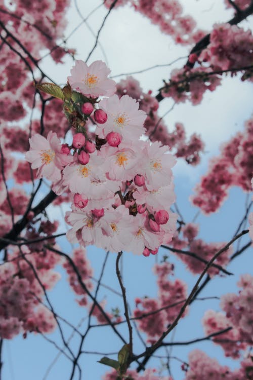 Cherry Blossoms in Bloom