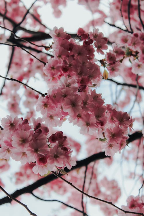 Pink Cherry Blossom Flowers in Close-up
