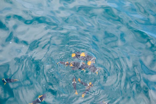 清澈的蓝色水中，充满活力的彩色鱼游过，俯视视角下泛起圈圈涟漪