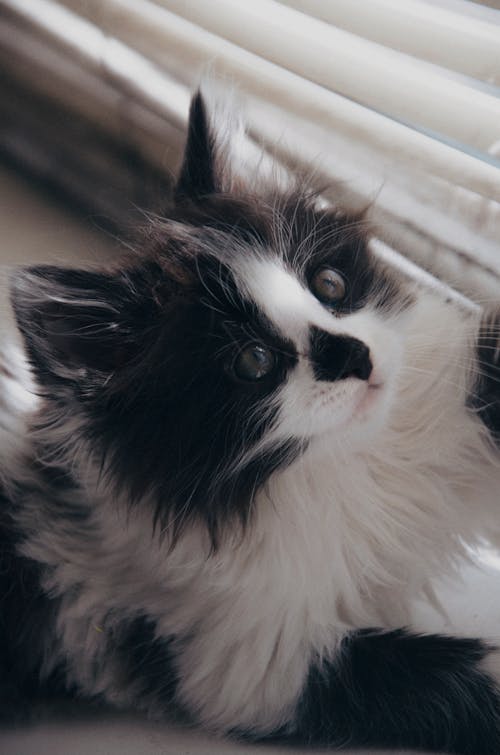Close-up Photo of Furry Cat 