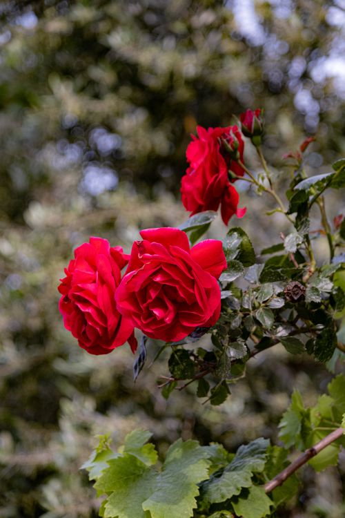 Red Roses in Bloom · Free Stock Photo