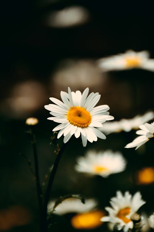 Fotobanka s bezplatnými fotkami na tému bežná sedmokráska, biely kvet, botanický