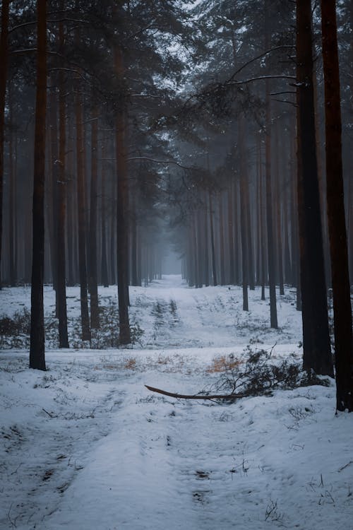 бесплатная Бесплатное стоковое фото с высокий, деревья, зима Стоковое фото