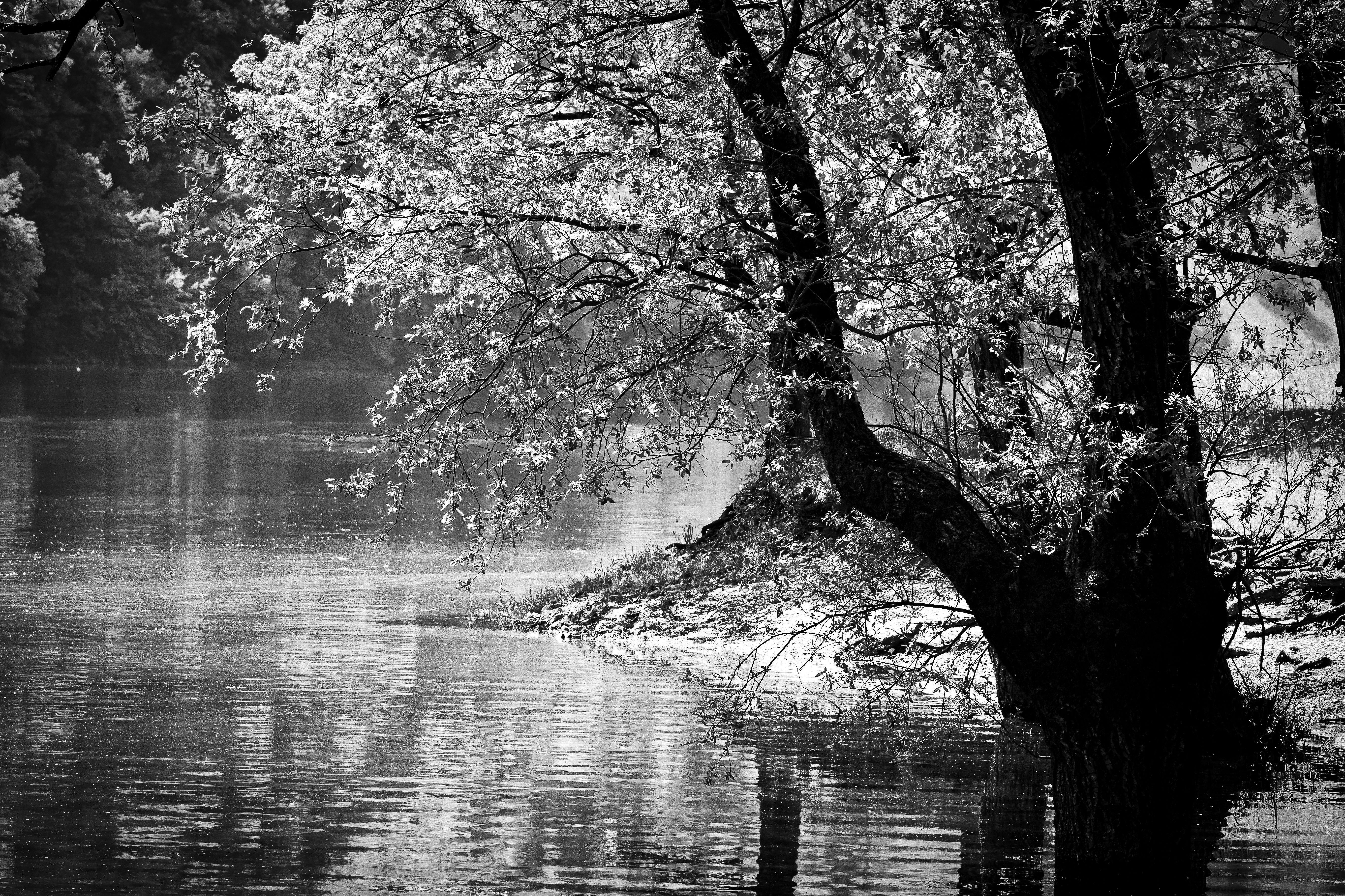 Grayscale Photo of a Tree on a Lake · Free Stock Photo