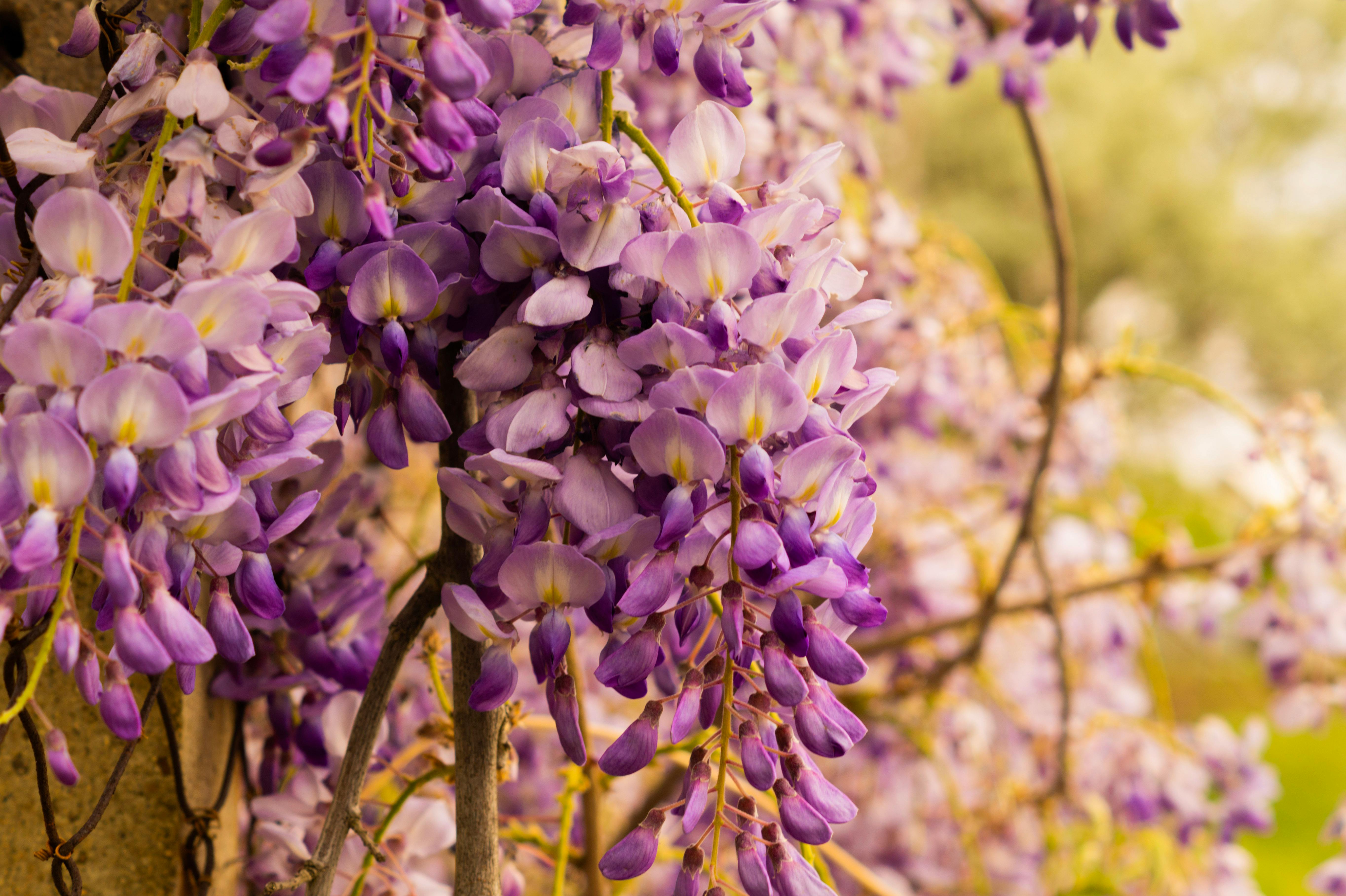 Close-Up Photograph of Purple Chinese Wisteria Flowers in Bloom · Free  Stock Photo