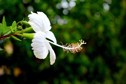 Gratis stockfoto met bloem, jaswannd