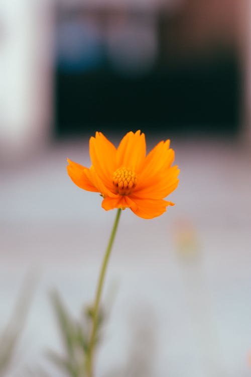 Orange Flower in Full Bloom