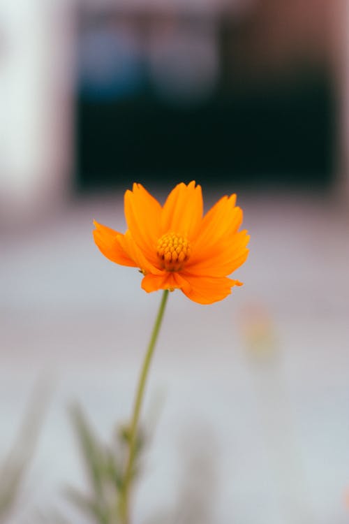 Základová fotografie zdarma na téma flóra, hloubka ostrosti, jemný