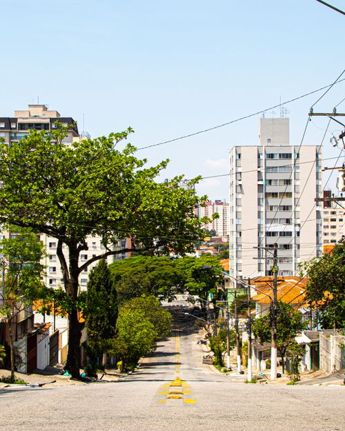 Free Sunny day view of an urban street lined with green trees and modern high-rise buildings. Stock Photo