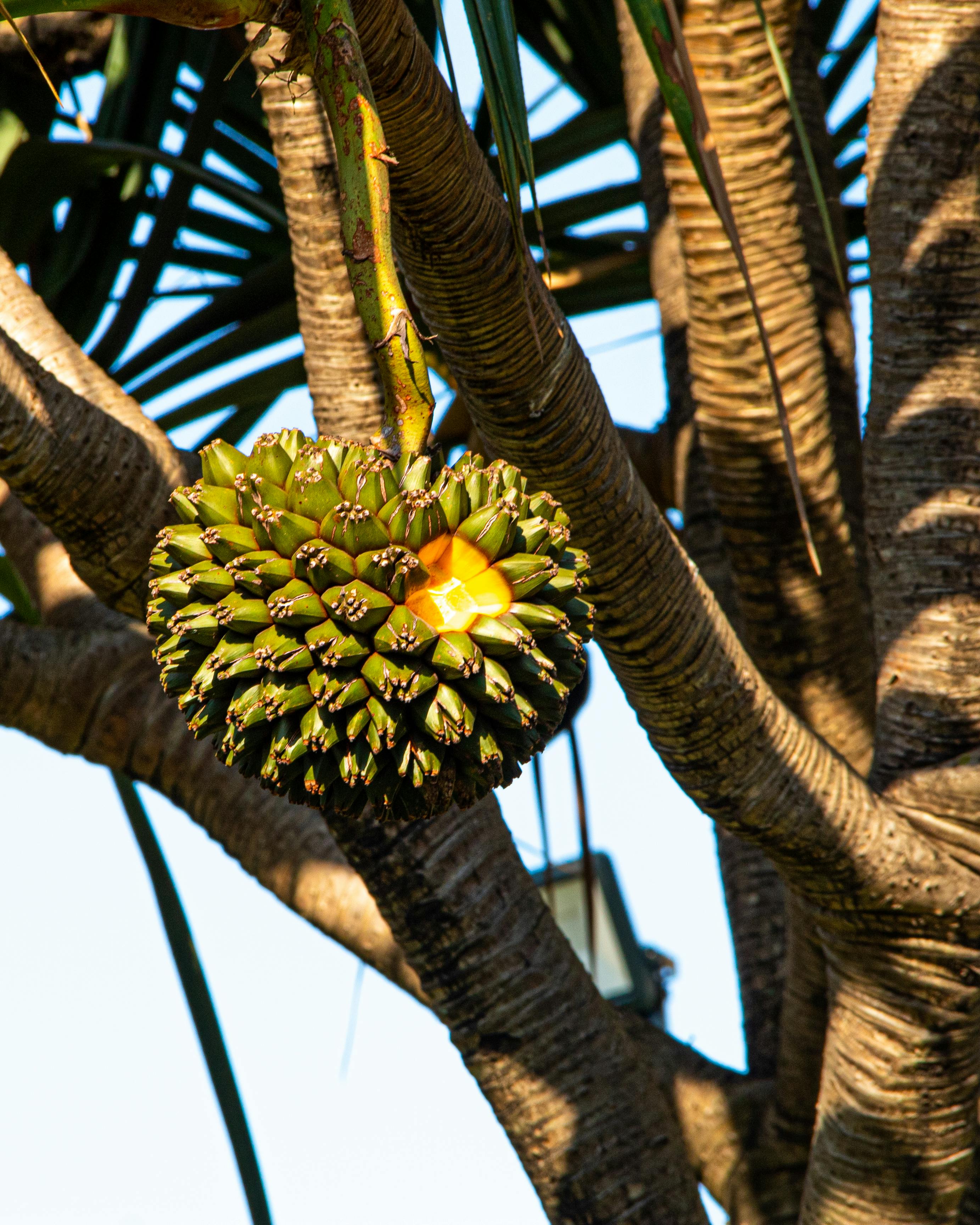 Which fruit is richest?