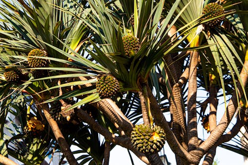 Fotobanka s bezplatnými fotkami na tému ananásy, exotický, kokosové orechy