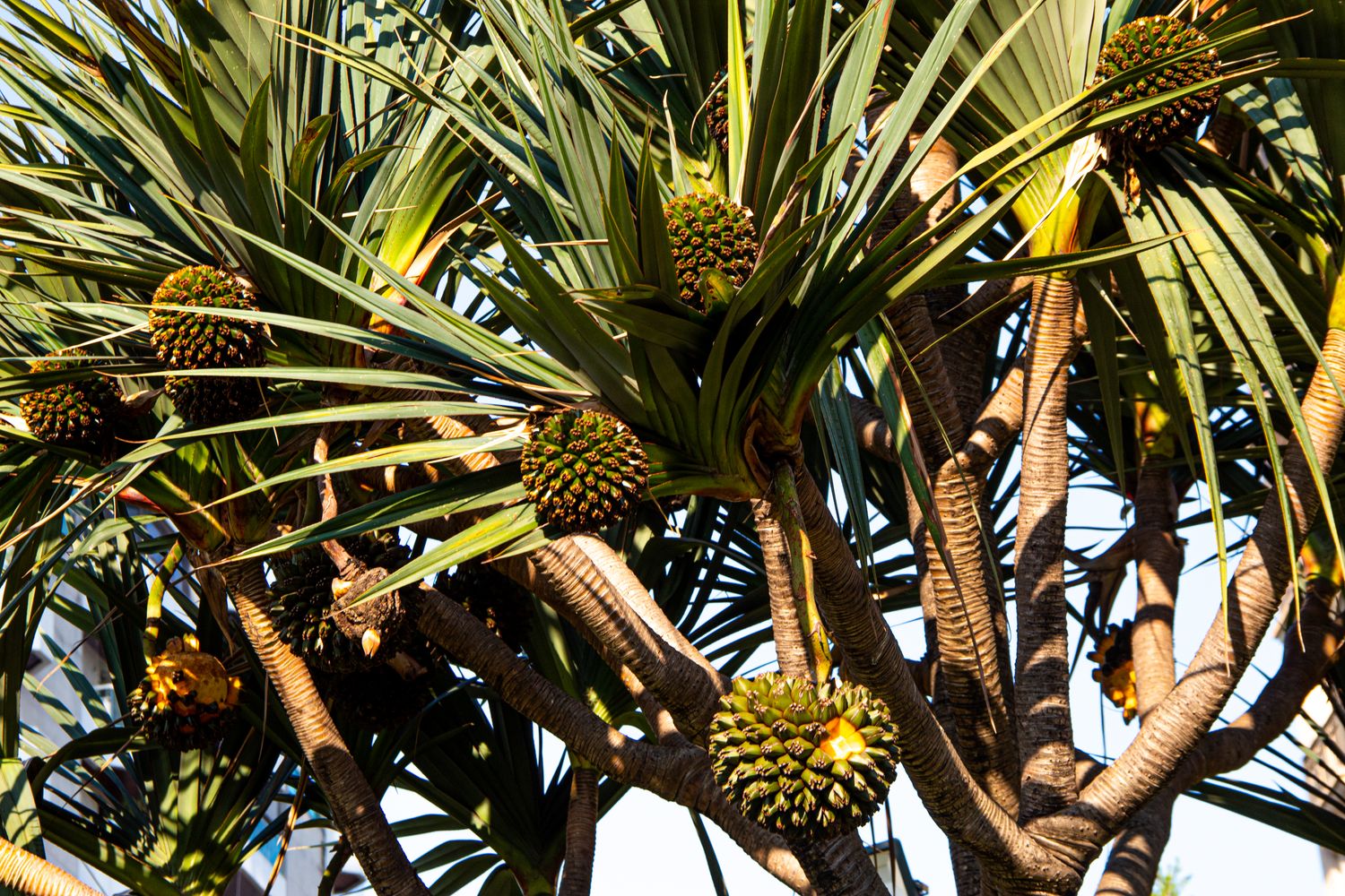 Hala Tree Photos, Download The BEST Free Hala Tree Stock Photos & HD Images