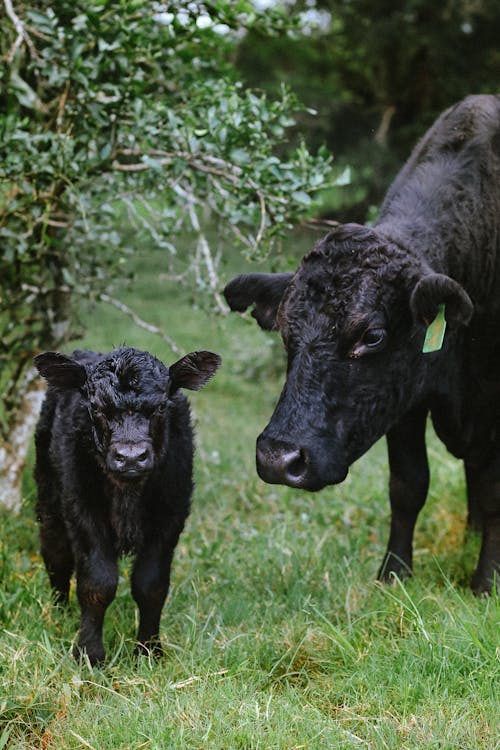 Black Cattle and Calf on Grass