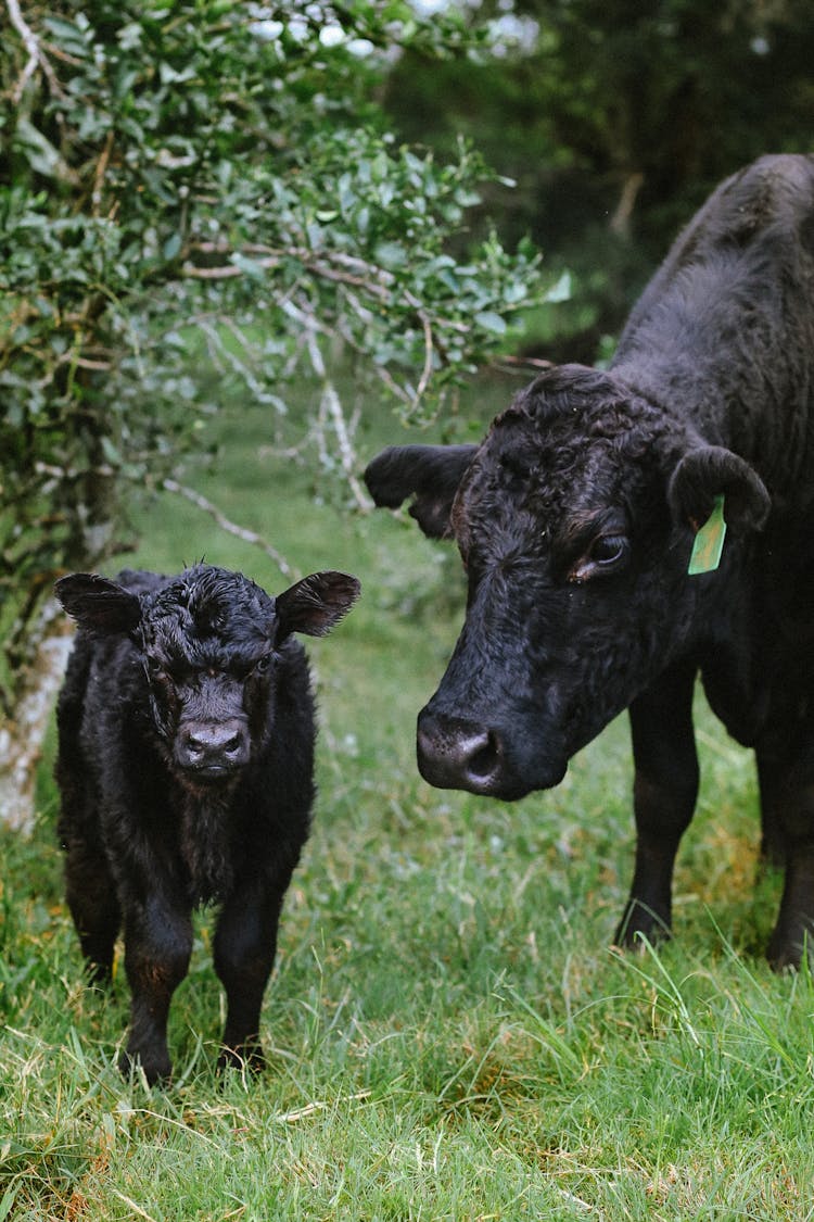 Black Cattle And Calf On Grass