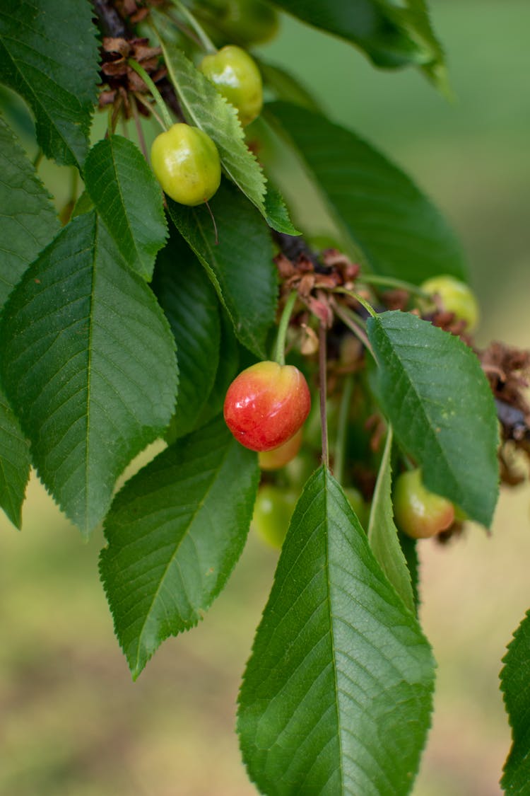 Close-up Of A Fruit On A Tree