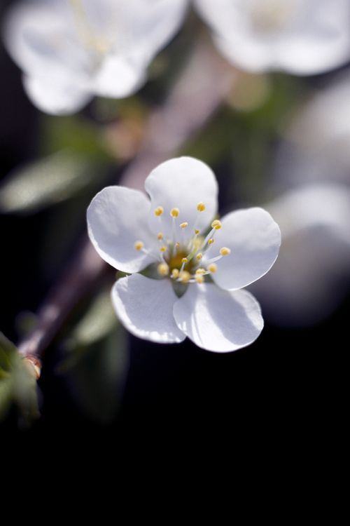 Free Close-up of a delicate white flower in bloom with a blurred background. Stock Photo